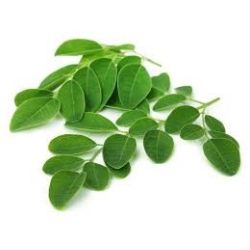 MORINGA feuille