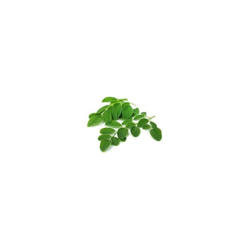 MORINGA feuille
