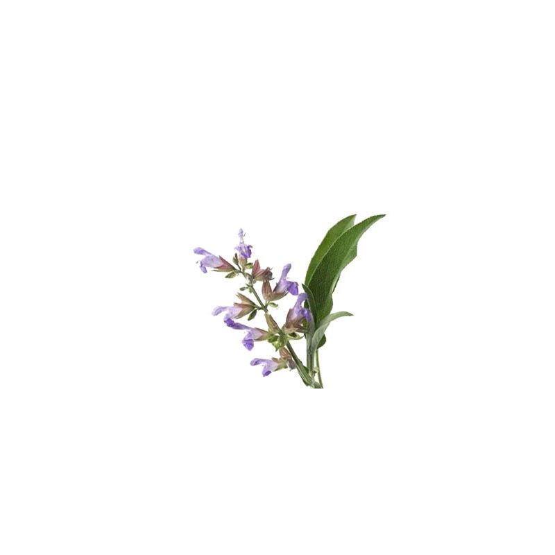 Huile essentielle de SAUGE à feuille de LAVANDE 10ml - salvia lavandulaefolia