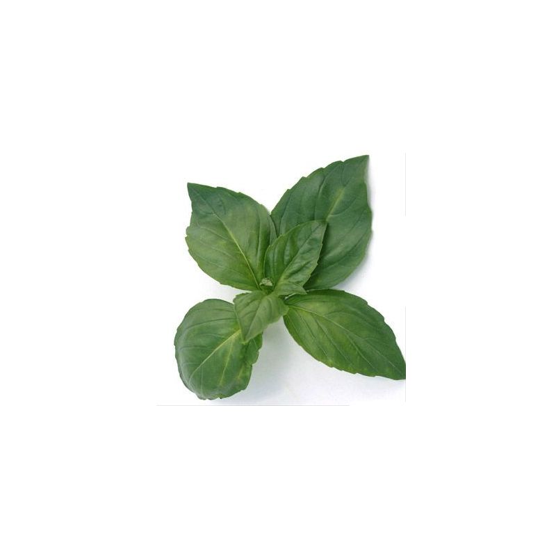BASILIC| Epice de qualité| Sans conservateur| Pour sublimer vos plats