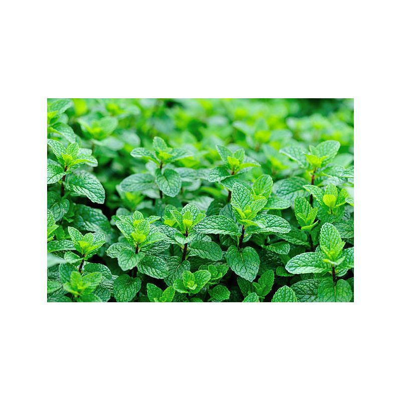 INFUSION MENTHE POIVREE 70g
