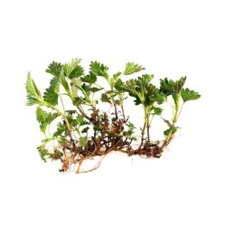 TISANE ORTIE RACINE 80G