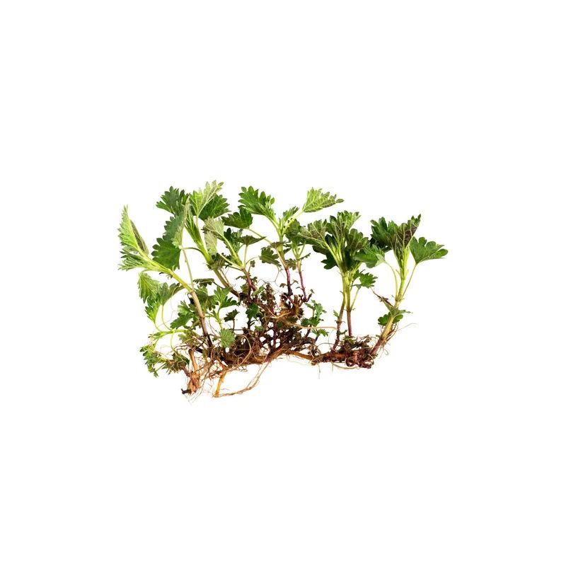 TISANE ORTIE RACINE 80G