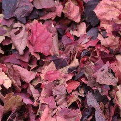 TISANE VIGNE ROUGE 80g