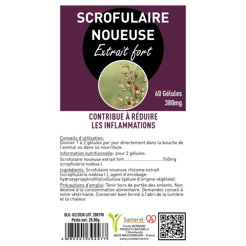 SCROFULAIRE NOUEUSE | Bienfaits et utlisation | Au meilleur prix