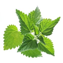 Infusion ORTIE PIQUANTE 100g