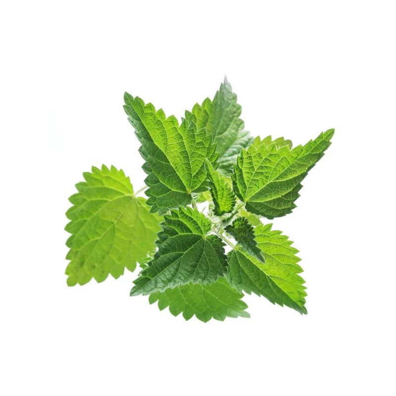 Infusion ORTIE PIQUANTE 100g