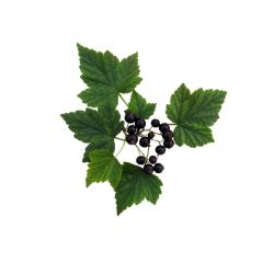 Infusion CASSIS | Bienfaits | Infusions de qualité au meilleur prix