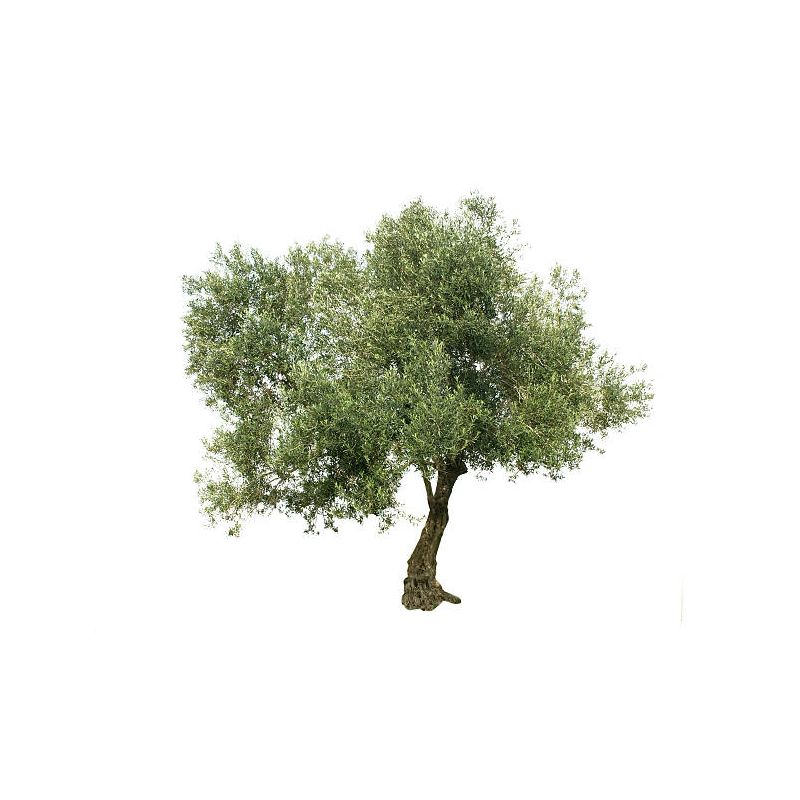 Infusion OLIVIER | feuilles coupées |100g