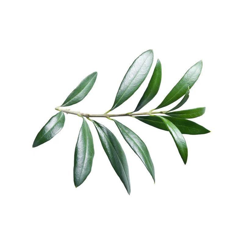 Infusion OLIVIER | feuilles coupées |100g