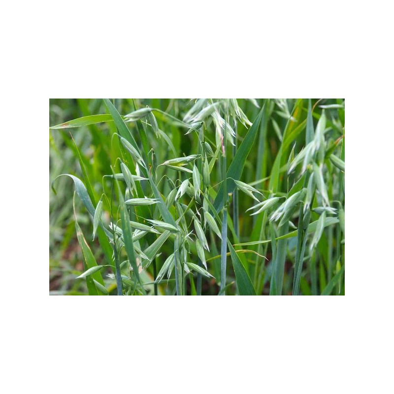 Infusion RENFORT IMMUNITAIRE| Une gamme d'infusion de qualité | Au meilleur prix