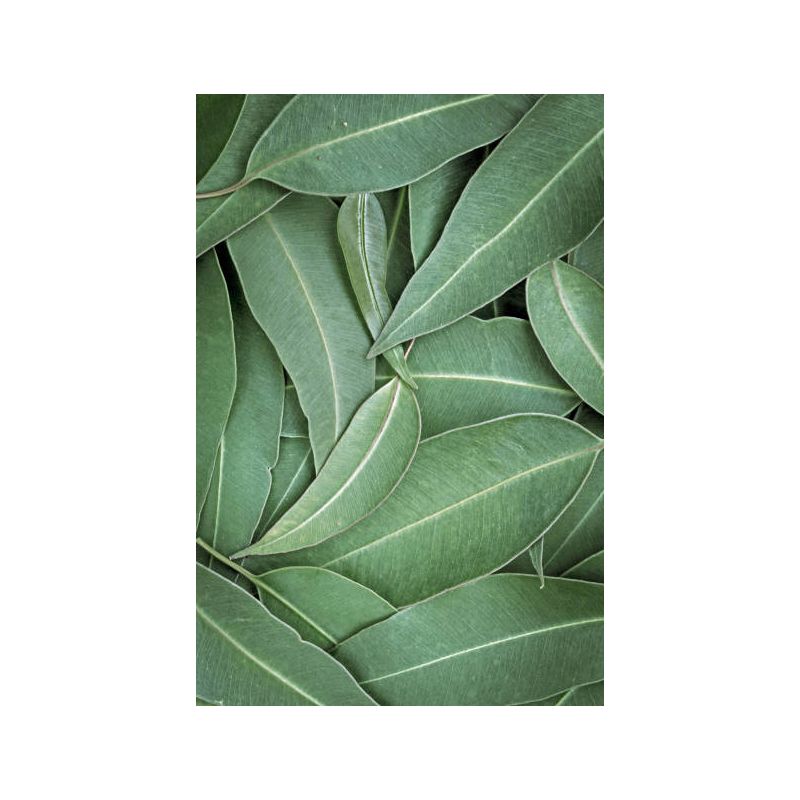 Infusion EUCALYPUS Feuilles Coupées 100g