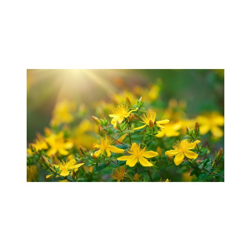 Infusion MILLEPERTUIS partie aérienneavec fleurs coupées100g