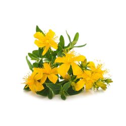 Infusion MILLEPERTUIS partie aérienneavec fleurs coupées100g