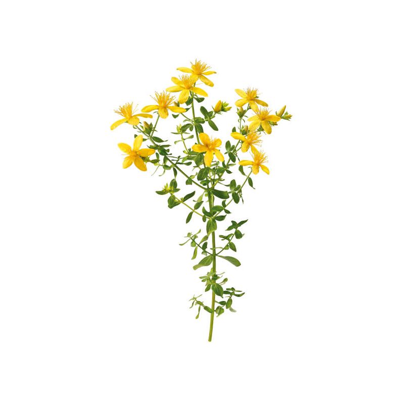 Infusion MILLEPERTUIS partie aérienneavec fleurs coupées100g