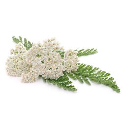 Infusion ACHILLEE MILLEFEUILLE | Bienfaits | Au meilleur prix