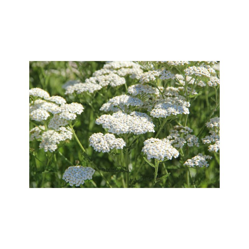 Infusion ACHILLEE MILLEFEUILLE | Bienfaits | Au meilleur prix