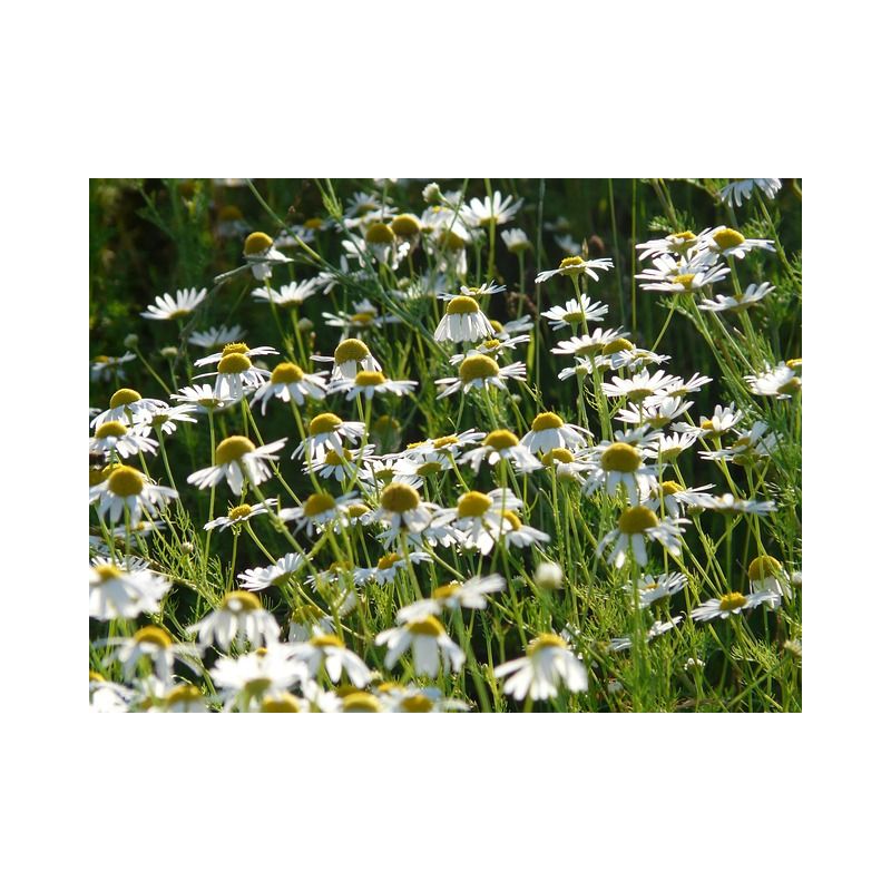 CAMOMILLE MATRICAIRE | Utilisation et Bienfaits| Au meilleur prix