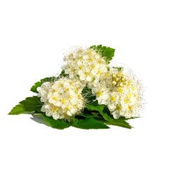 Infusion REINE DES PRES | Bienfaits et utilisation | Meilleur prix