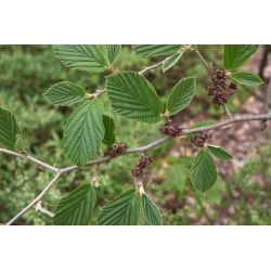 Infusion Hamamélis | Infusion de qualité