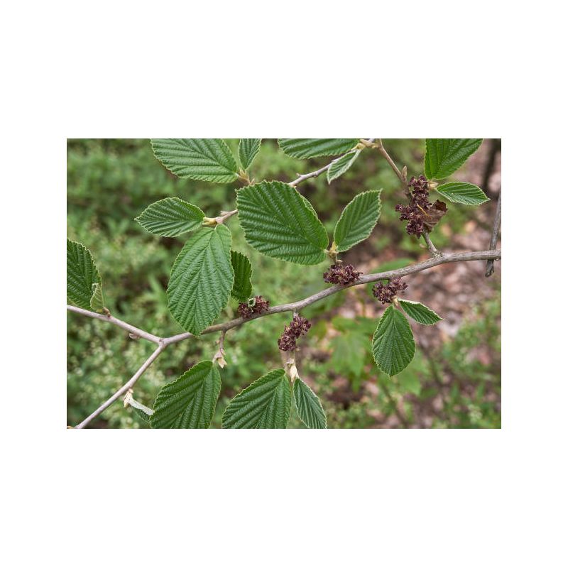 Infusion Hamamélis | Infusion de qualité