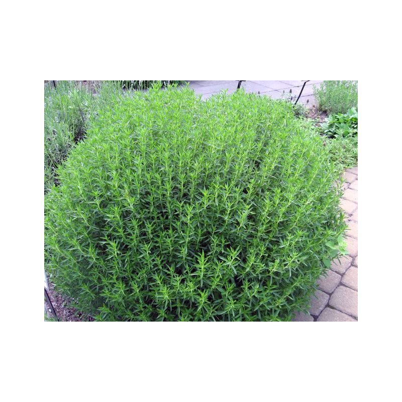 SARRIETTE feuilles 40g