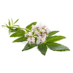 Infusion APAISANTE DIGESTIVE|Qualité extra| Yvette Bernard