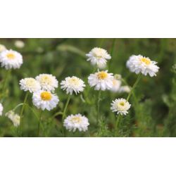 Infusion CAMOMILLE ROMAINE Fleur entière 50g