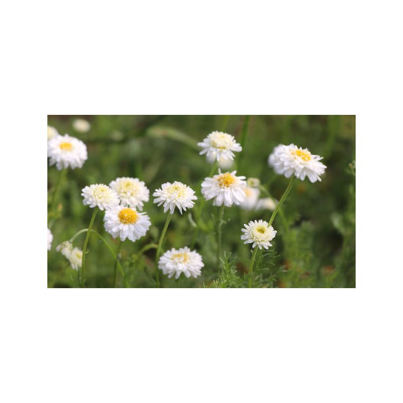 Infusion CAMOMILLE ROMAINE Fleur entière 50g