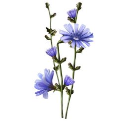 Infusion CHICOREE, plante coupée 100g