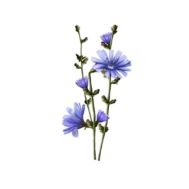 Infusion CHICOREE, plante coupée 100g