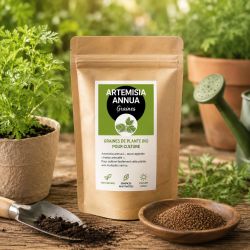 ARTEMISIA ANNUA GRAINES pour SEMIS - 1000 graines env. à semer