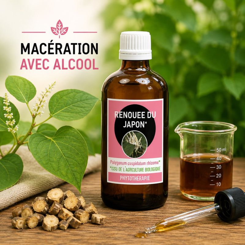 RENOUEE DU JAPON* 100ML Macération de plante AVEC ALCOOL - * issu de l'agriculture biologique