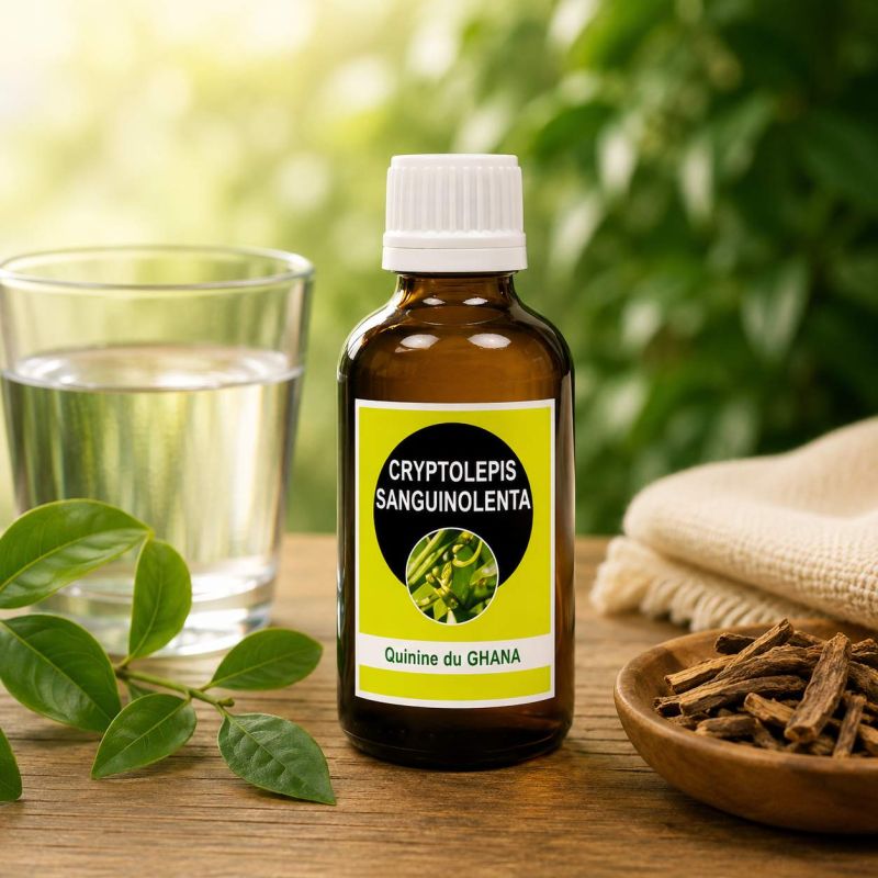 CRYPTOLEPIS SANGUINOLENTA 50ML  Macération de plante SANS ALCOOL - quinine du Ghana