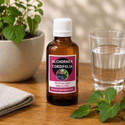 Alchornea cordifolia 50ml teinture mere sans alcool
