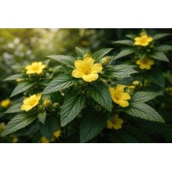 Infusion DAMIANA | Bienfaits | Au meilleur prix