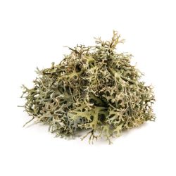 Infusion MOUSSE D'ISLANDE plante coupée 70g