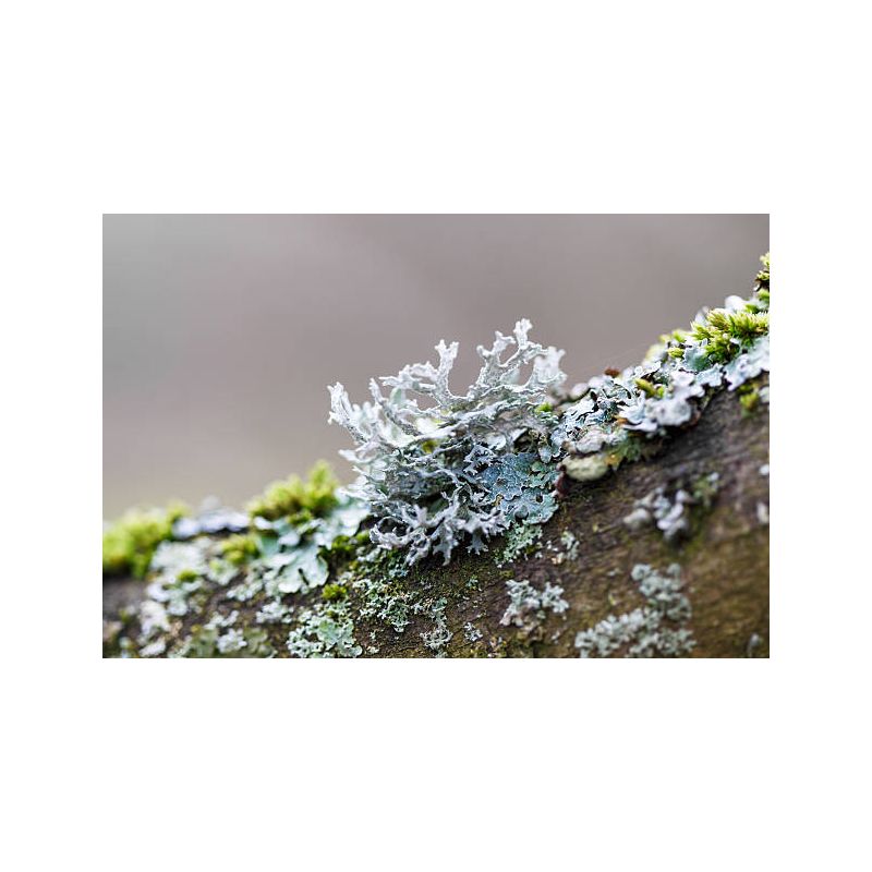 Infusion MOUSSE D'ISLANDE plante coupée 70g