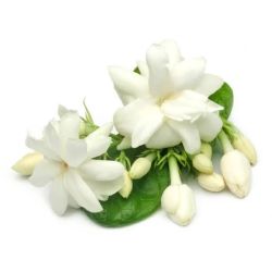 Infusion JASMIN Fleurs Entières 40g