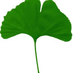 TISANE GINKGO BILOBA 100g